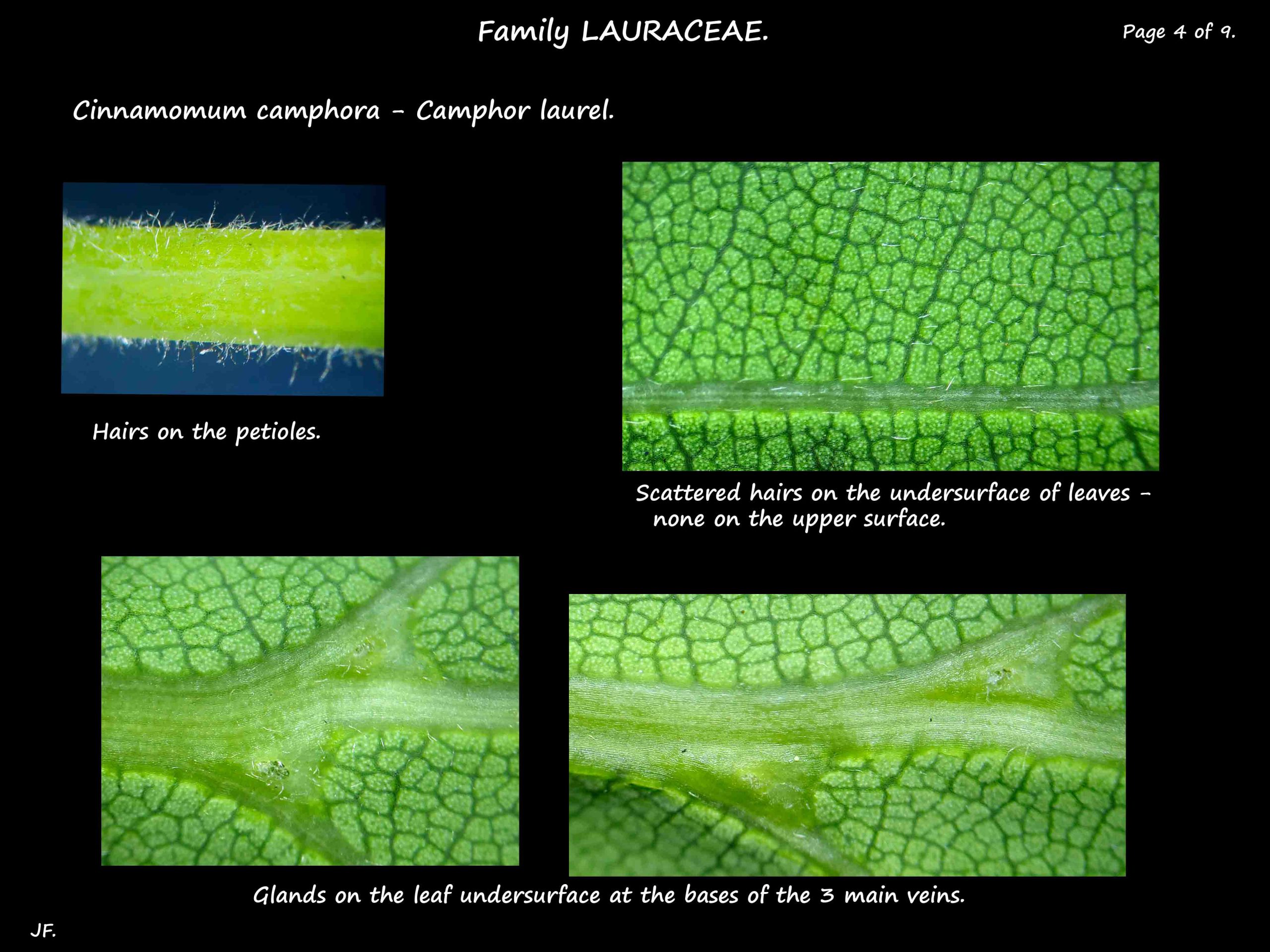 4 Cinnamomum oil glands under the microscope